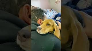 Vontade de Morder - Music com meus beagles #shorts