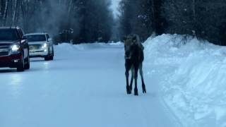 JACKSON HOLE by Casper Carver 64 views 7 years ago 38 seconds