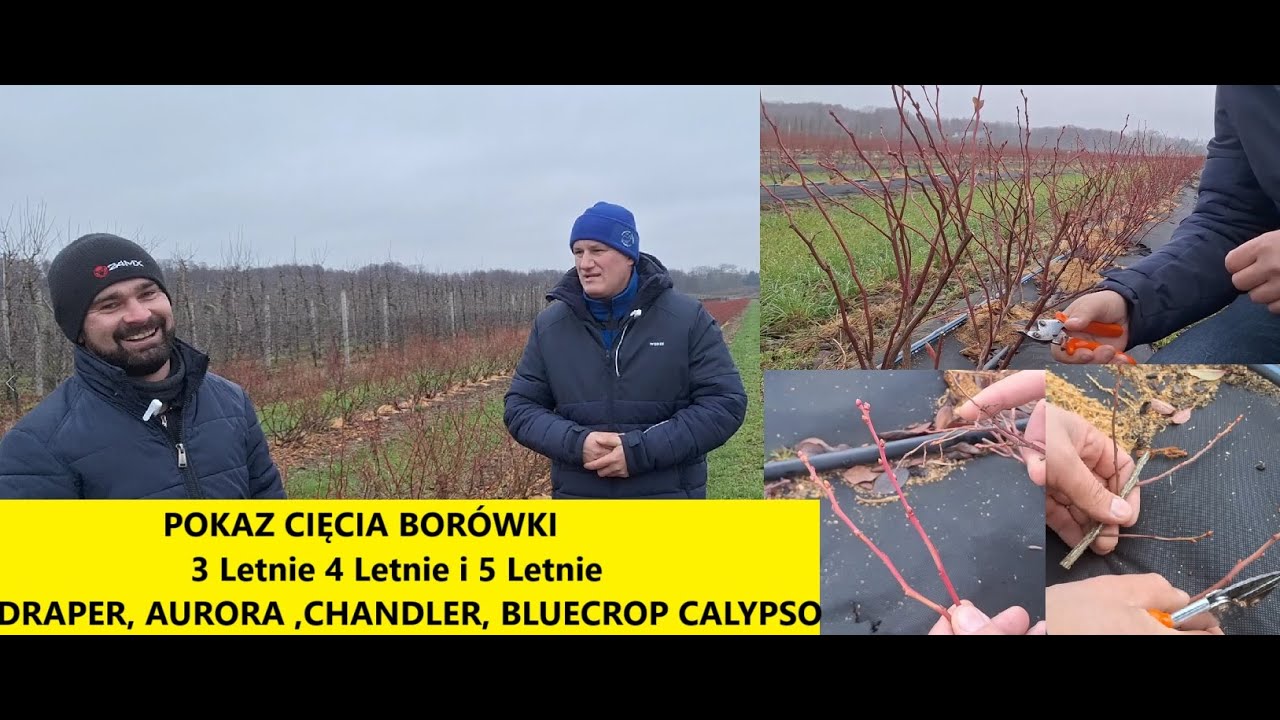 Cięcie Krzewów 3/4/5 Letnich Calypso Draper Chandler Aurora Bluecrop Pokaz Cięcia Paweł Łasica