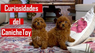 Curiosidades del Caniche Toy