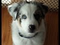 Astro the Australian Shepherd- puppy to adult