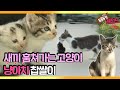 [TV 동물농장 레전드] ‘새끼 훔쳐가는 냥아치, 찹쌀이!’ 풀버전 다시보기 I TV동물농장 (Animal Farm) | SBS Story