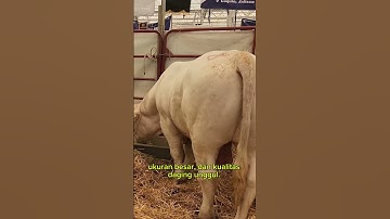 Sapi simental #shorts #sapi #sapisimental