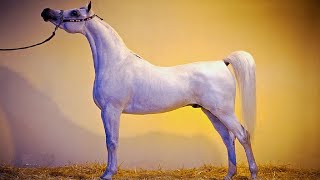الحصان العربي المصري الأصيل | الفحل البطل براق العليا ابن الأسطورة أشهل الريان | Barraq El Aliya