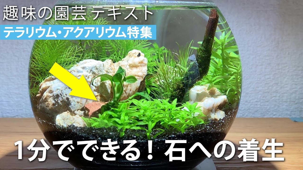 アクアリウム 1分でできる 石への着生 趣味の園芸テキスト Youtube