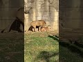 【八木山動物園】サン君❗️初体験か❗️