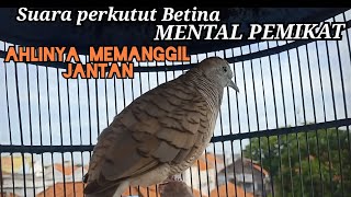 suara perkutut betina memanggil jantan - perkutut betina cerewet Mental pemikat, Pancingan AMPUH