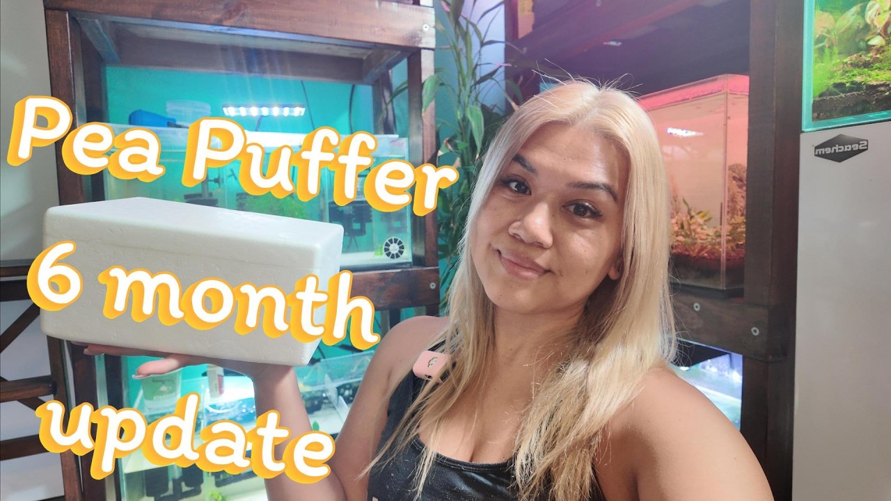I Bred Pea Puffers for 6 Months… Did It Work?