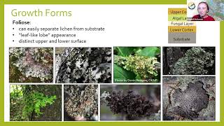 Floracliff Lichen 101 Webinar with KNP Botanist Kendall McDonald