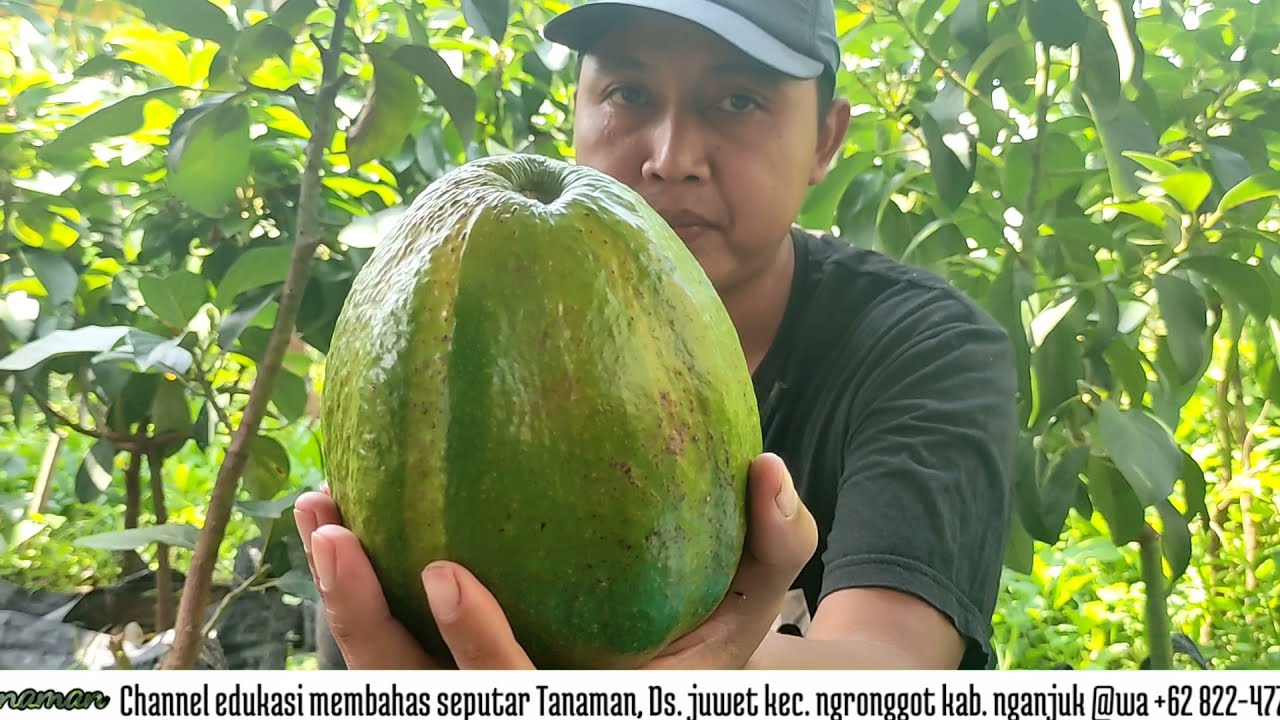 ALPUKAT MARKUS, SI JUMBO YANG SUPER LEGIT