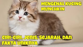 KNOWING THE MUNCHKIN CAT, FROM THEIR CHARACTERISTICS, TYPE, HISTORY, AND UNIQUE FACTS