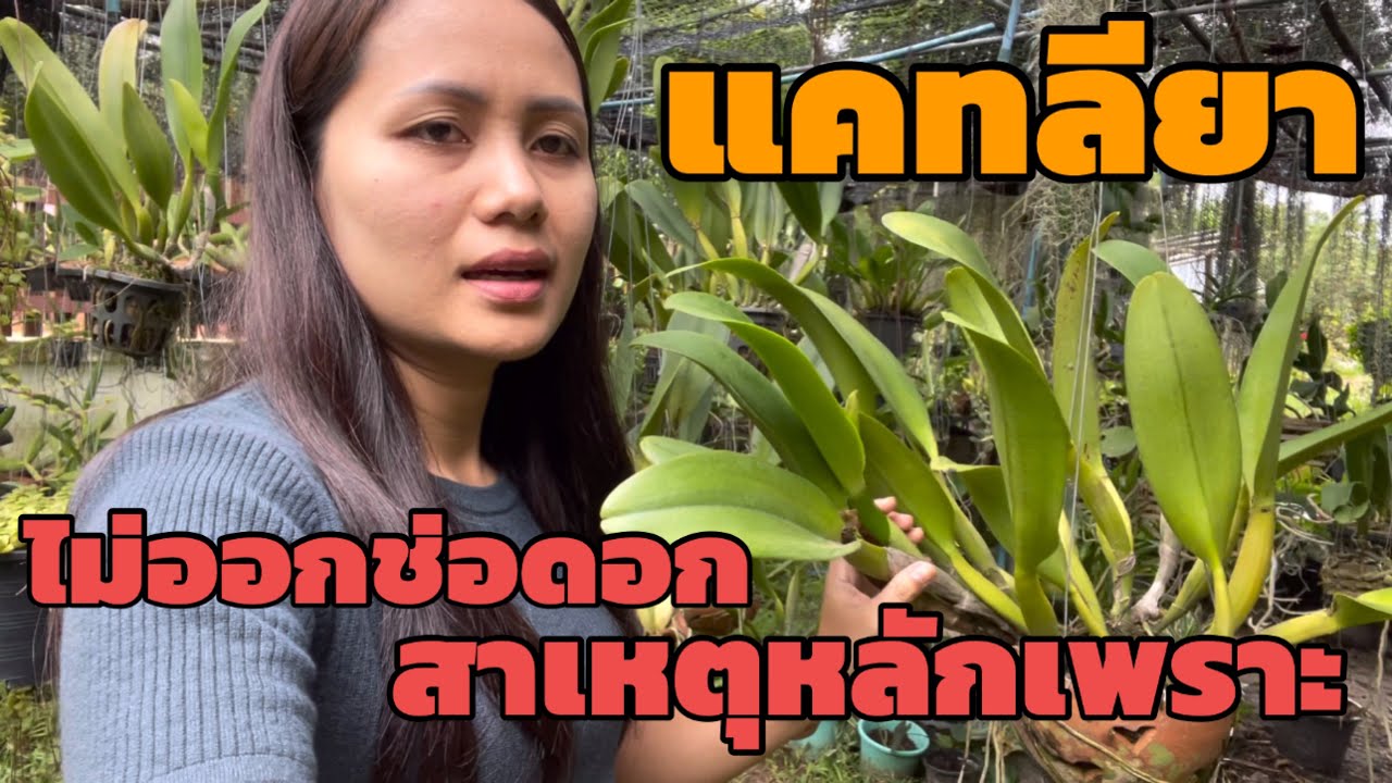 #แคทลียาไม่ออกดอกสาเหตุเป็นเพราะสิ่งนี้#