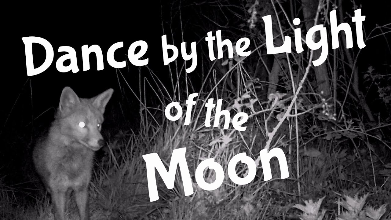 Dance by the Light of the Moon YouTube Dance by the Light of the Moon YouTube