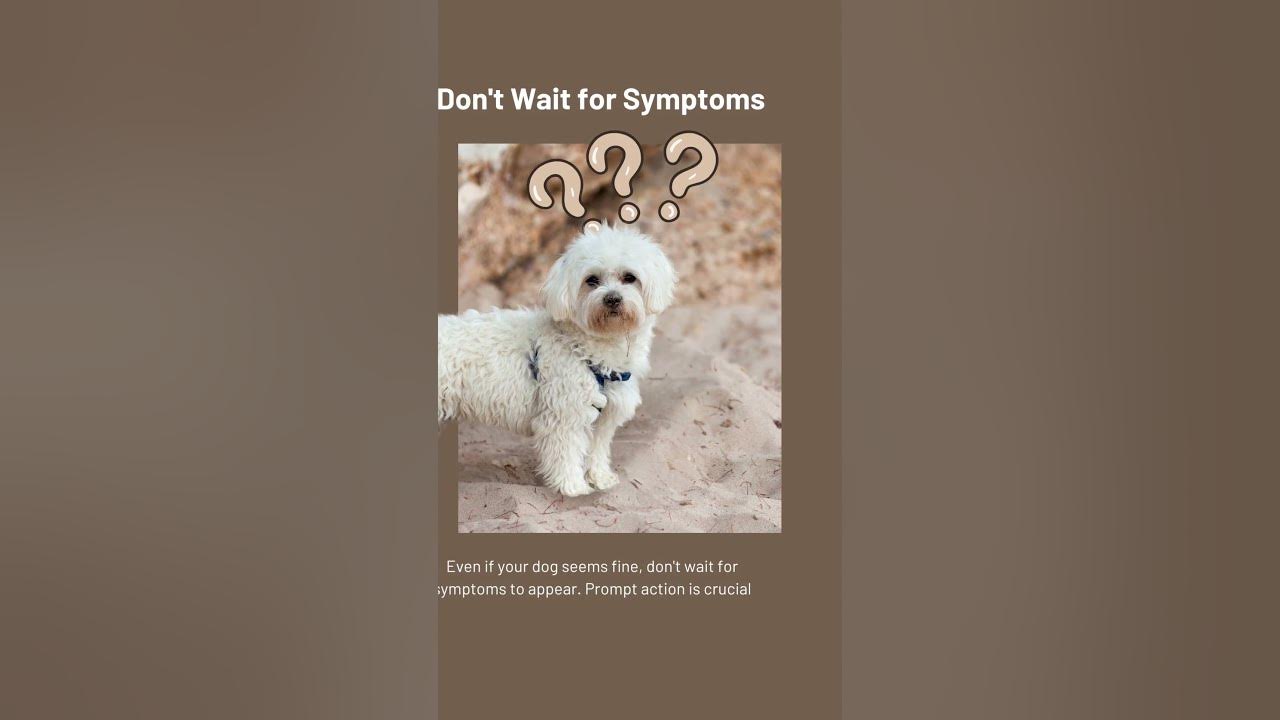 Signs My Dog Ate Something Sharp