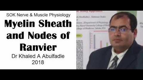 Myelin Sheath & Nodes of Ranvier (8-2018) by Dr Khaled A Abulfadle