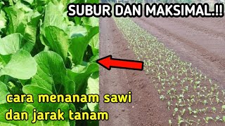 CARA MENANAM DAN JARAK TANAM SAWI AGAR SUBUR DAN MAKSIMAL