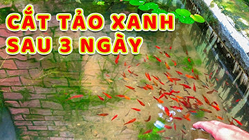 BÍ QUYẾT TRỊ NƯỚC TẢO XANH RẤT DỄ MÀ AI CŨNG LÀM ĐƯỢC