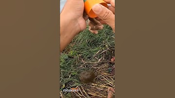 Chinese softshell turtle #airgunfishing