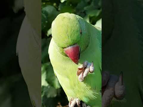 Green parrot eating seeds with his feet Sophisticated. Winks at you