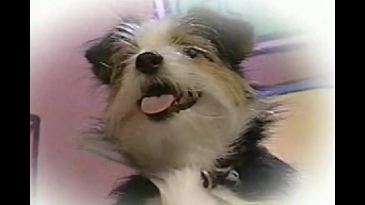 Treehouse - Foster Chewit - Wanna Play?