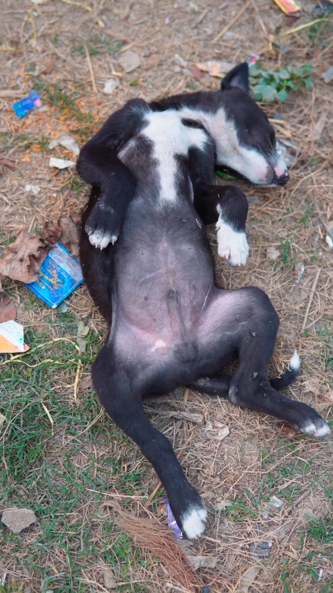 Maha ne puppy ko chalna sikhaya.