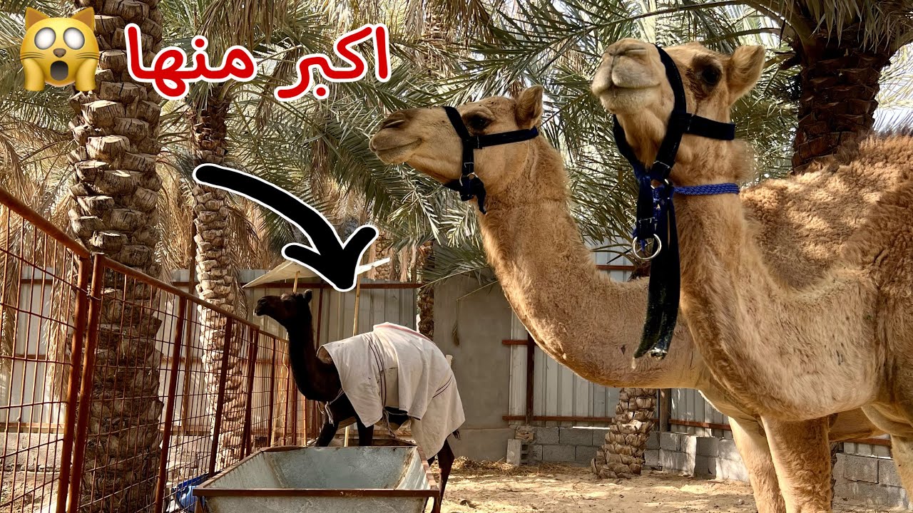 ردة فعل الناقه ( سويره ) لما جبت لها خواتها أليفه ولطيفه 😂