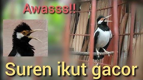 jalak suren gacor , tembakan panas jalak suren , jalak suren full isian