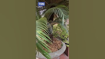 Cây Vạn Tuế đẹp khách trả 200 triệu #tamdaonui