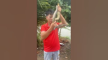 Quá Nguy Hiểm Khi Bắt Rắn Cạp Nia Cực Độc #short