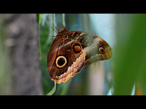 Видео: Музей на пеперудите във VDNKh: преглед, история, характеристики и рецензии