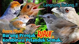 SUARA PIKAT,‼️ BURUNG PRENJAK RIBUT KOMBINASI PELANDUK SEMAK. AUTO LANGSUNG DATANG..