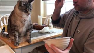 What cat eats peas?