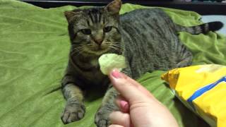 Mario Cat loves Lays Chips