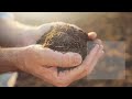 RazzMatazz&reg; Seedless Grape Vine - The World's First Continually Fruiting Grape