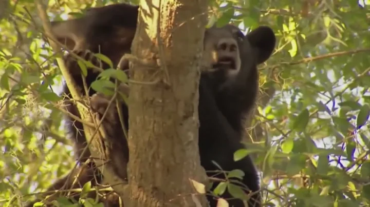 Bear attacks nationwide prompt warning in the Smoky Mountains