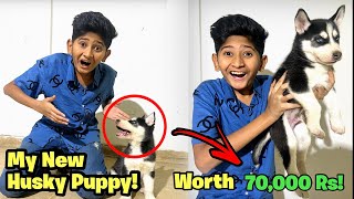 I Bought My Dream Husky Puppy Worth 70,000 Rs!