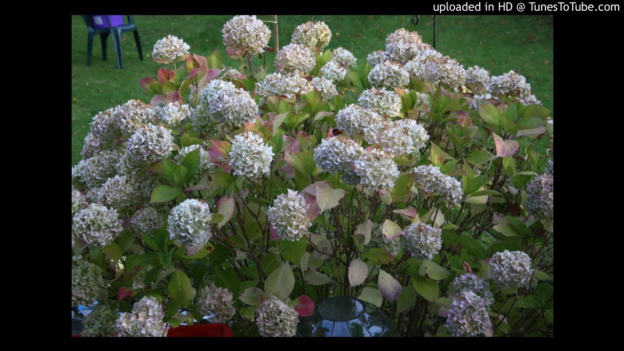 Sound McLeod- Orchestra Vibes 1. (Inc. watermark.)