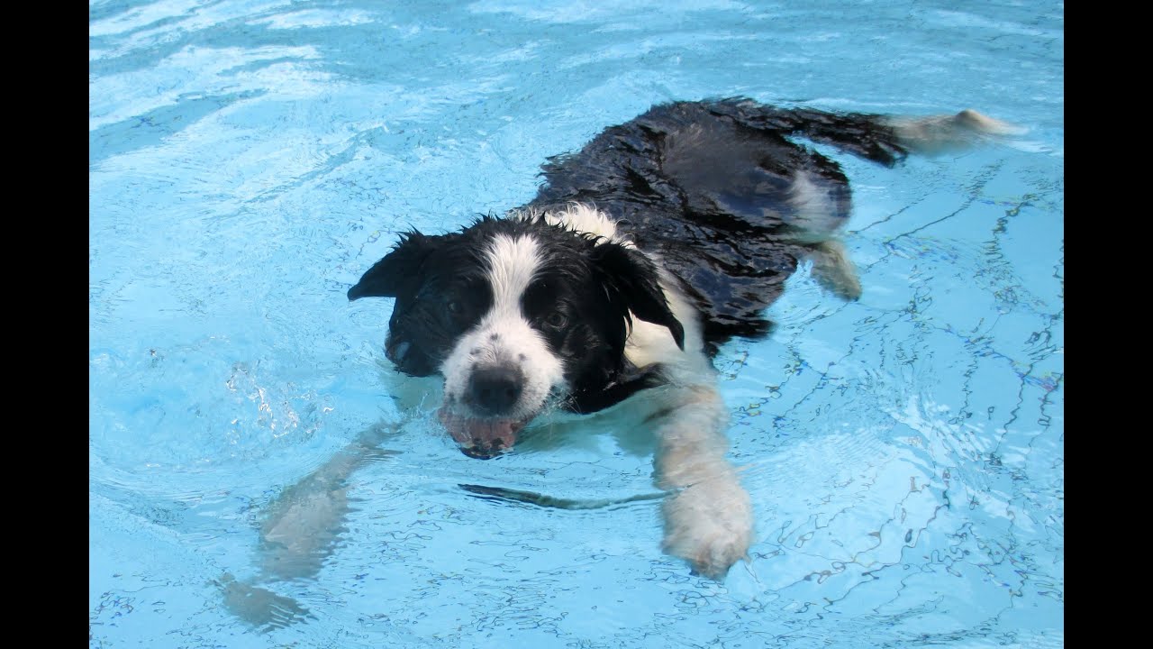 hund im pool