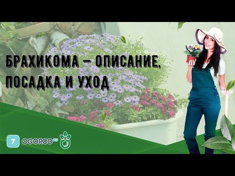 Видео: Брахикома (50 зураг): олон, Iberisoliferous болон бусад зүйлүүд. Ил задгай талбайд тарих, арчлах. Үрнээс ургадаг. 