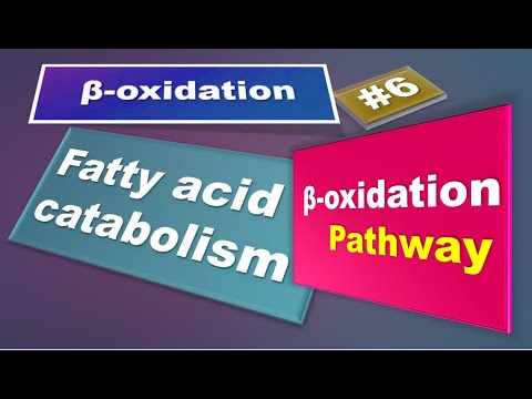 Beta oxidation pathway: Fatty acid oxidation: Part 6: Lipid metabolism:  biochemistry