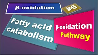 Beta oxidation pathway: Fatty acid oxidation: Part 6: Lipid metabolism:  biochemistry