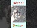 木を揺らすと？【クワガタ探し】神奈川県相模川河川敷