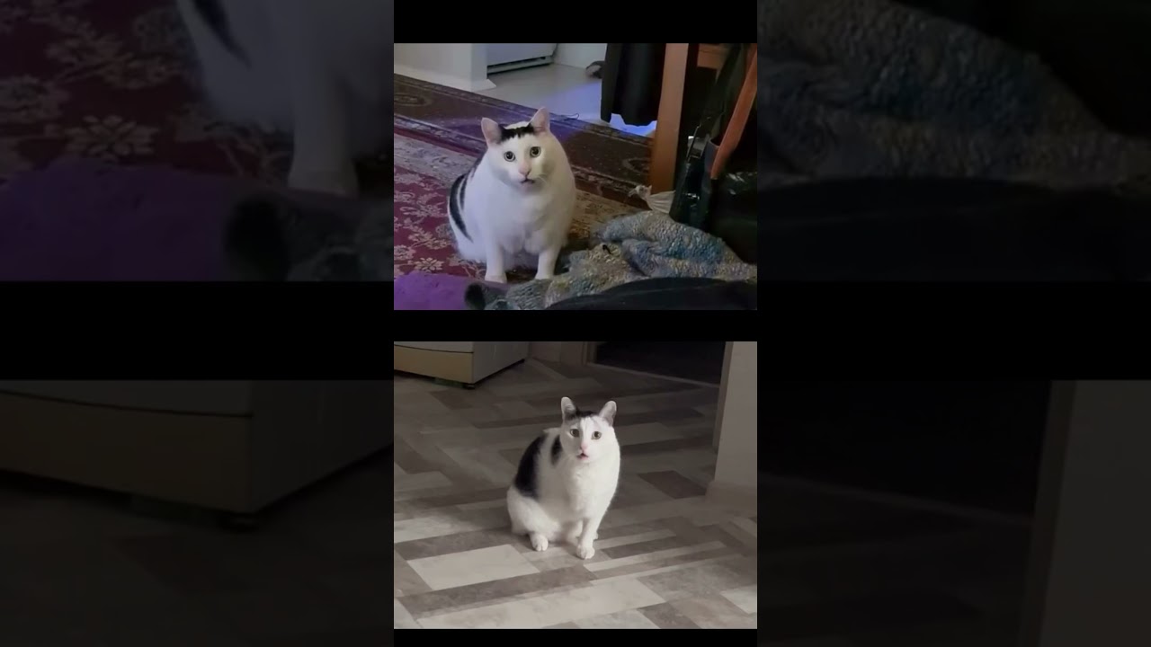 Новый герой😼 