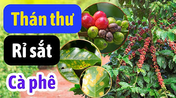 Quản lý bệnh THÁN THƯ & RỈ SẮT trên cây cà phê | Nhận diện dịch hại và hoạt chất quản lý