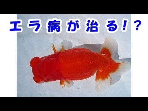 らんちゅう 金魚 のエラ病の治療 Youtube