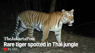 Rare tiger spotted in Thai jungle