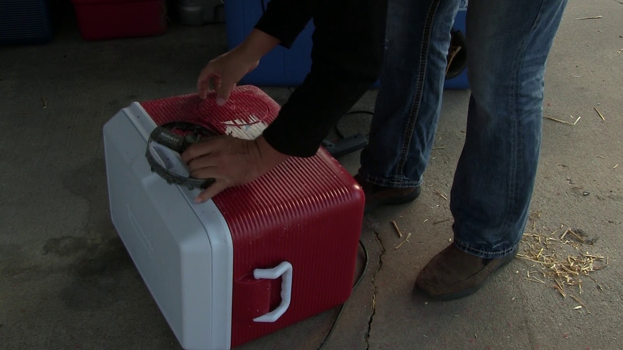 How to make a Cat Cooler YouTube