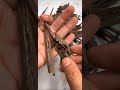 مجموعة التميز الهندي والكمبودي Indian And Cambodian Excellence Collection مجموعة التميز الهندي والكمبودي Indian And Cambodian Excellence Collection