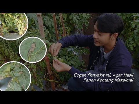 Video: Hibrida Kentang Dan Tomato Muncul Di UK - Pandangan Alternatif