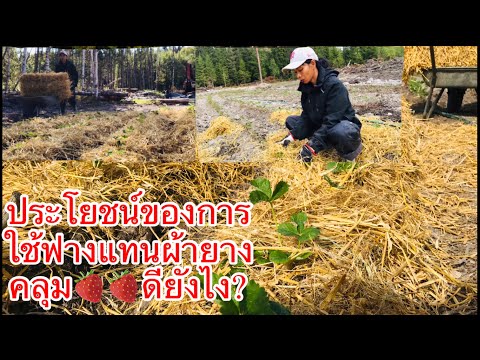 ประโยชน์ของการใช้ฟางคลุม🍓ดียังไง?
